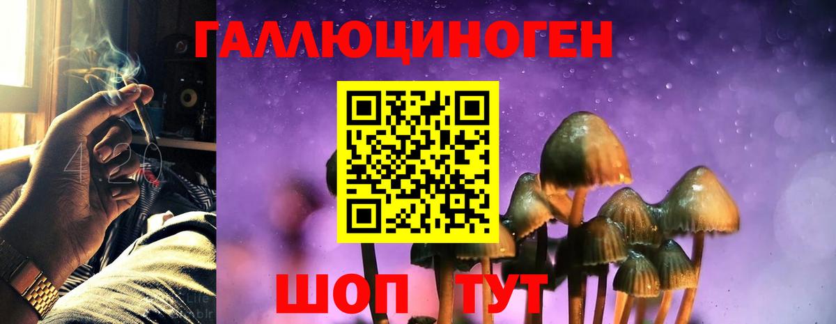 Галлюциногенные грибы Psilocybe Черногорск